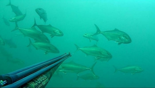  Pesca submarina en Sicilia 